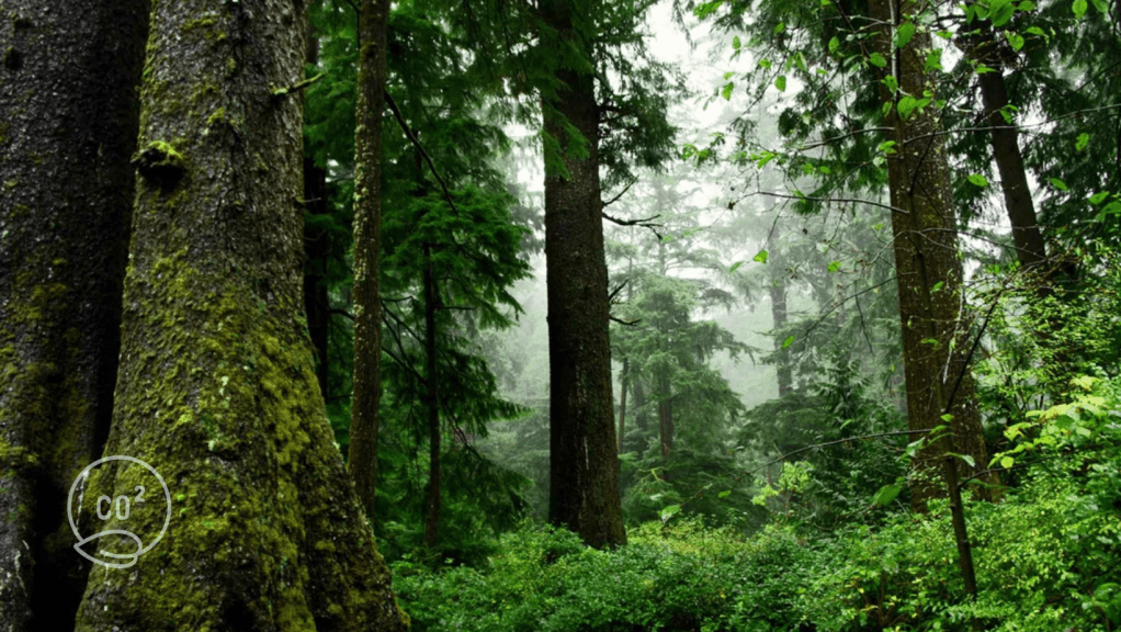 Panamá es el Tercer País del Mundo en ser Carbono&nbsp;Negativo