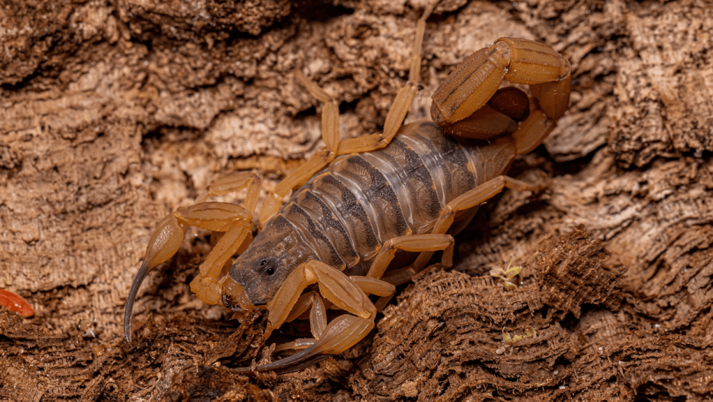 CIIMET investiga diversidad genética de dos especies de escorpiones de Panamá para crear data&nbsp;genómica