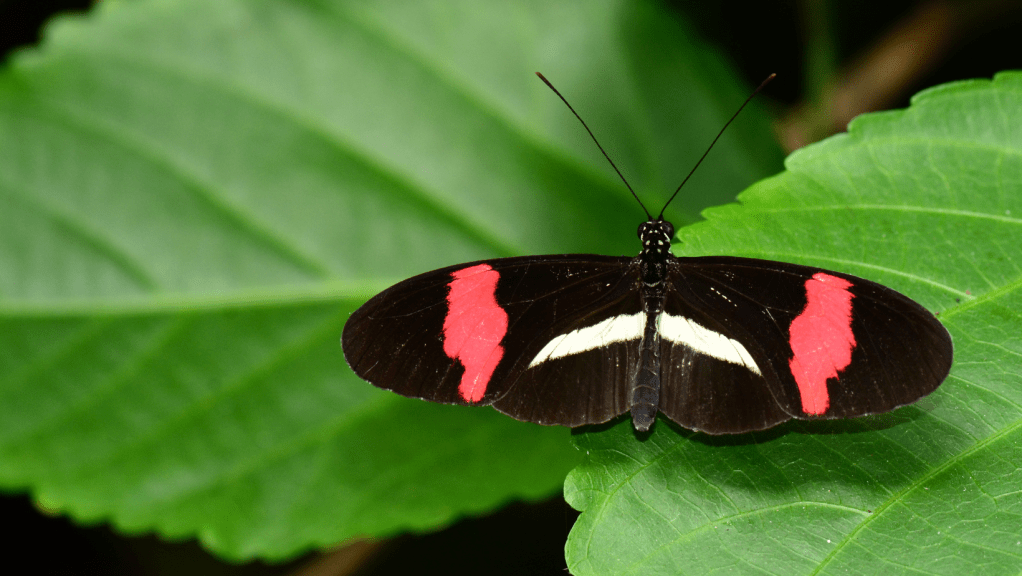 Cuando la imitación de color es un modo de supervivencia para las&nbsp;mariposas
