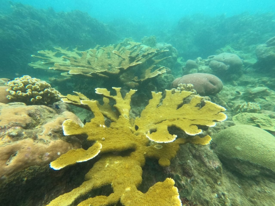 La labor de salvar especies de corales&nbsp;amenazados