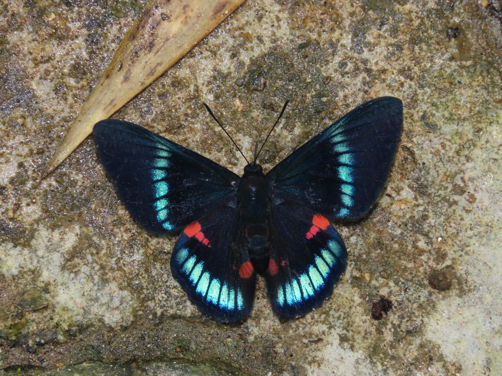 Población de mariposas en peligro&nbsp;crítico