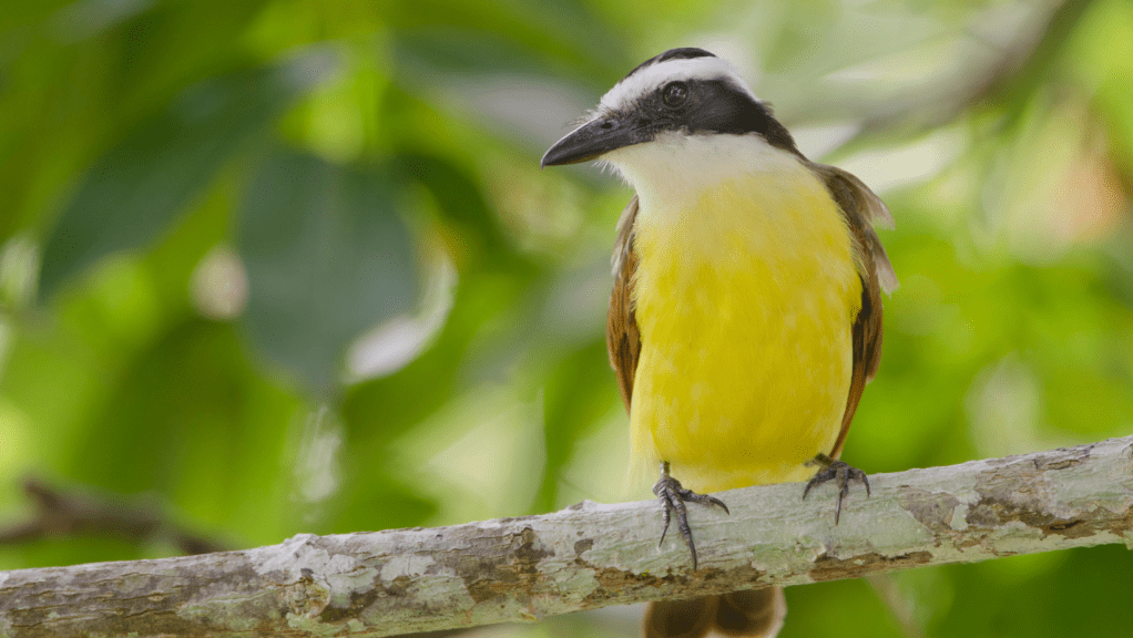Importancia de las aves para el&nbsp;ecosistema
