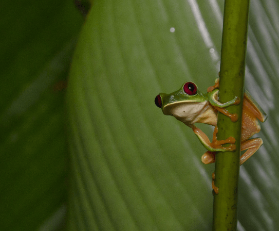 La rana de ojos&nbsp;rojos