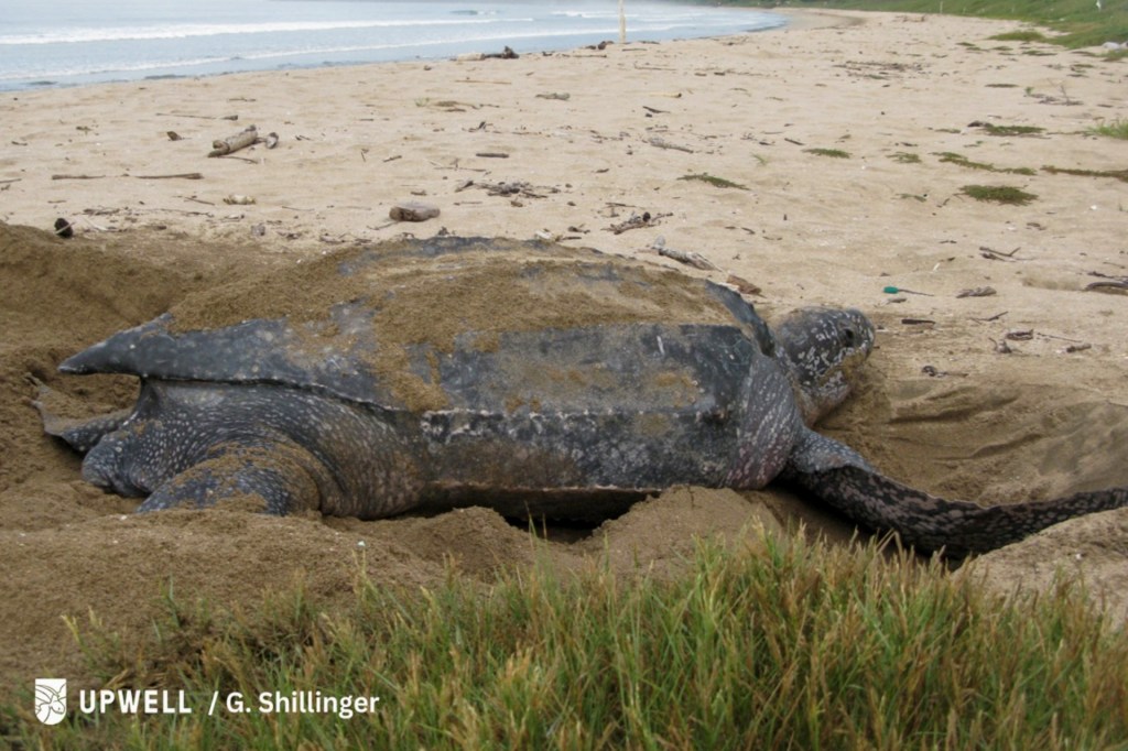 Migraciones de Tortuga&nbsp;Baula