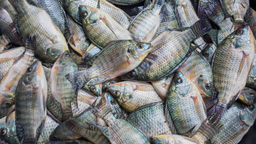 Estudio sobre Tilapias de Nilo concluye que el entorno puede afectar su&nbsp;productividad