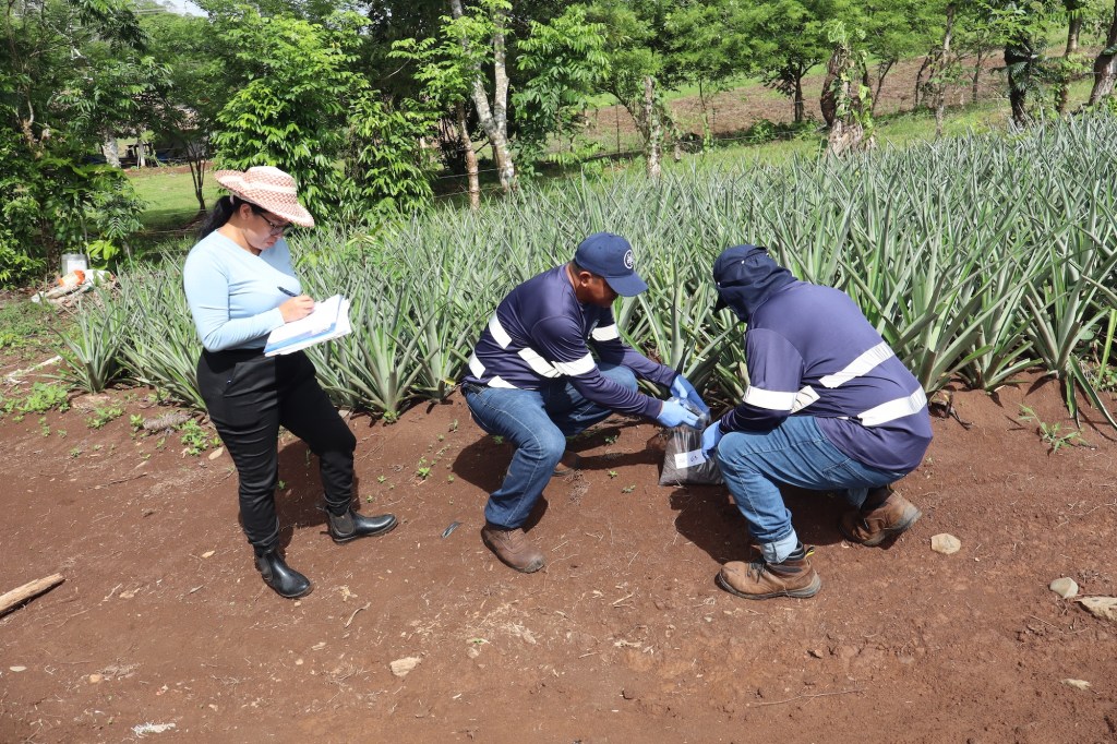 Investigadores de la UTP estudian la calidad del suelo de la principal zona productora de piña del&nbsp;país