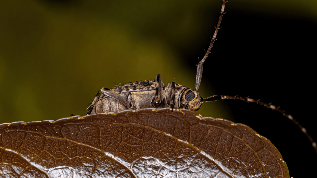 Explorando la Diversidad: Taxonomía y Sistemática de los Escarabajos Longicornios en&nbsp;Panamá