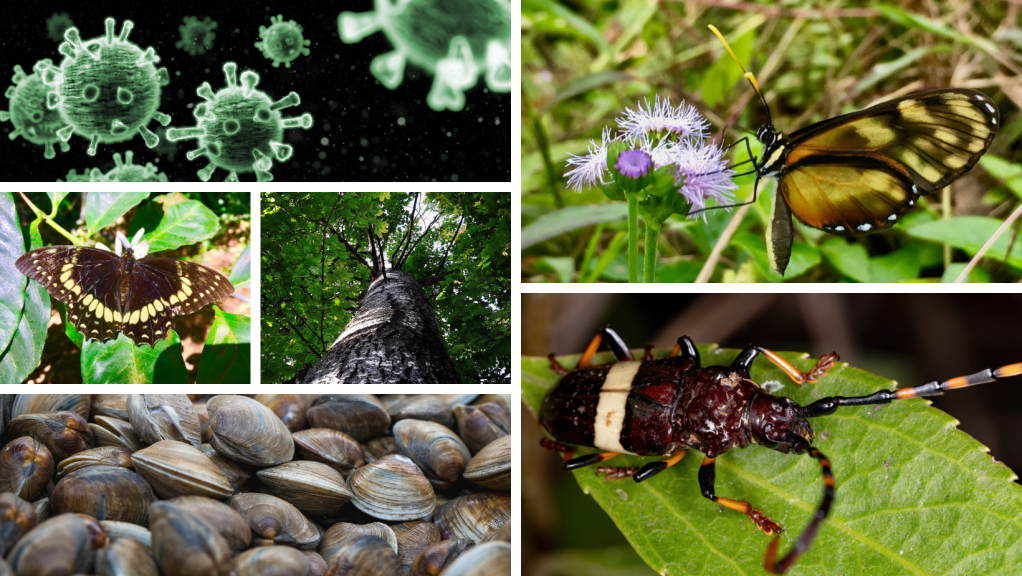 Universidad de Panamá: Centro de descubrimiento y conservación de nuevas&nbsp;especies