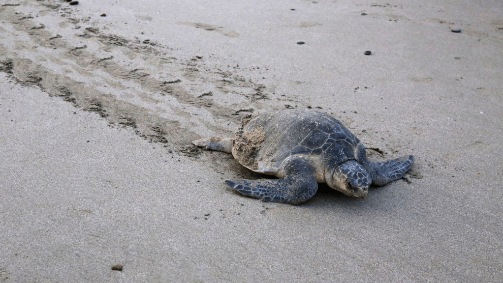 El Rol de la Mujer en la Ciencia: Una Perspectiva desde la&nbsp;Zoología