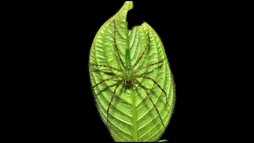 El Mundo de los Arácnidos y Miriápodos: Un Patrimonio Científico en la Universidad de&nbsp;Panamá