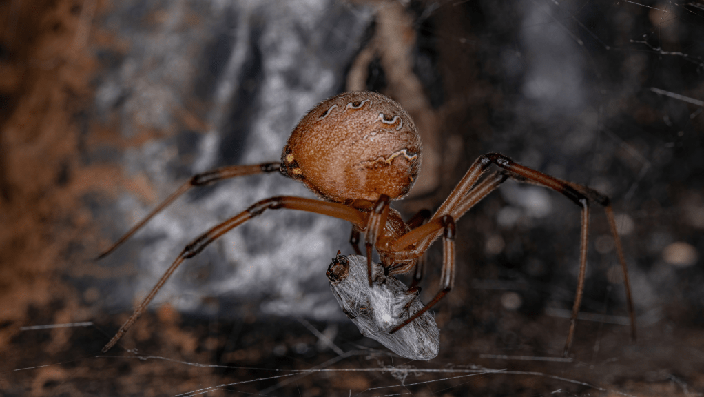 La Contribución de la Universidad de Panamá a la Ciencia de los&nbsp;Arácnidos