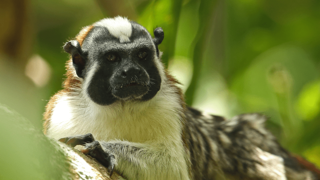 Cerro Ancón, refugio clave para la conservación del mono tití&nbsp;panameño
