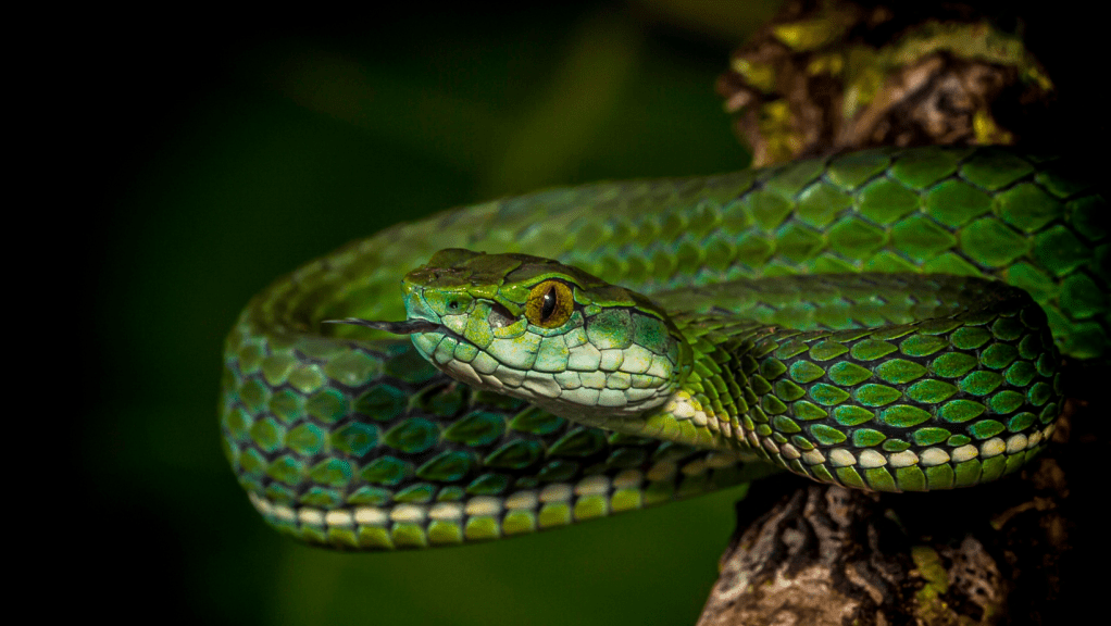 Enfermedades desatendidas: La Búsqueda de Soluciones desde la Universidad de&nbsp;Panamá