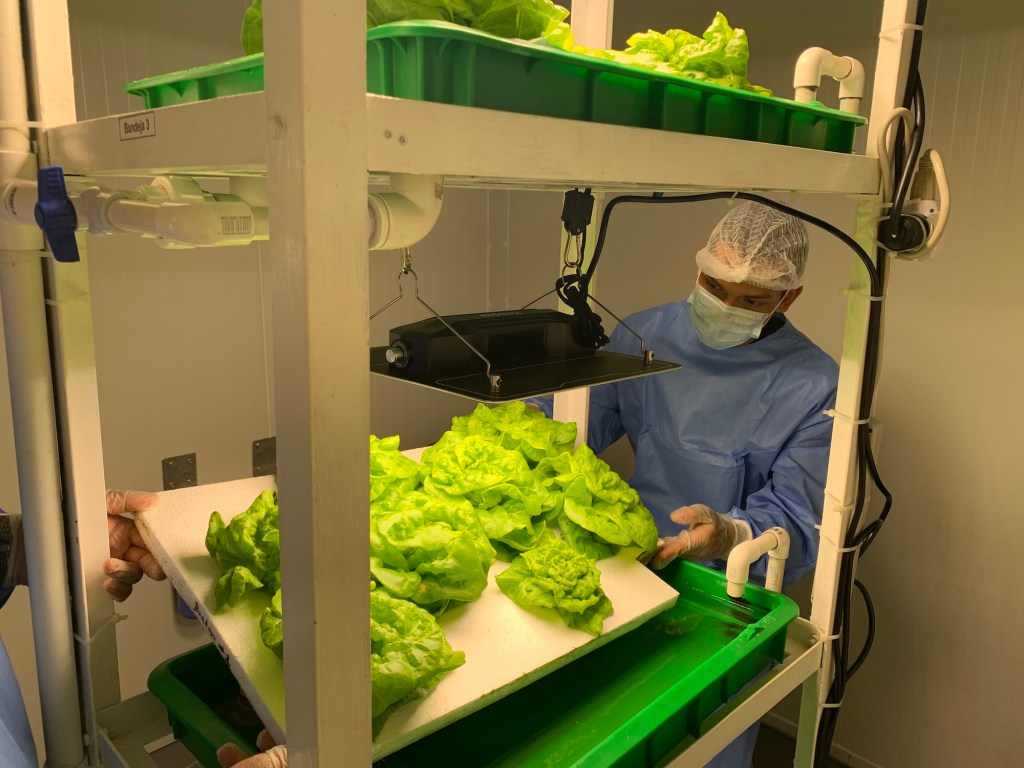 Concluye exitosamente proyecto educativo que promovió la agricultura vertical en ambiente controlado en dos IPT Agropecuarios del&nbsp;país