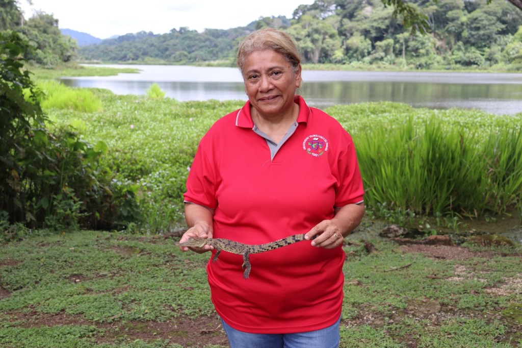 Investigadores de la UTP generan conocimiento clave para la gestión del cocodrilo americano en el Pacífico&nbsp;panameño
