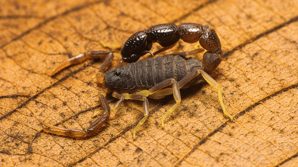 Investigación del CIIMET revela cómo actúa el veneno de escorpión y propone nueva batería de exámenes para atender a niños&nbsp;picados