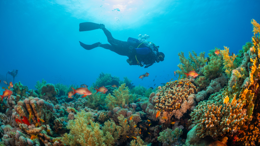Alerta sobre los corales