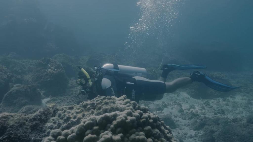 Coiba AIP consolida a Panamá como nodo científico estratégico para la conservación del Pacífico Tropical&nbsp;Oriental