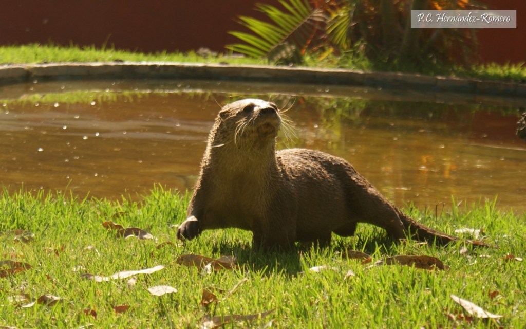 Panamá realiza estudios pioneros de la nutria con apoyo de Coiba AIP y la&nbsp;UNAM