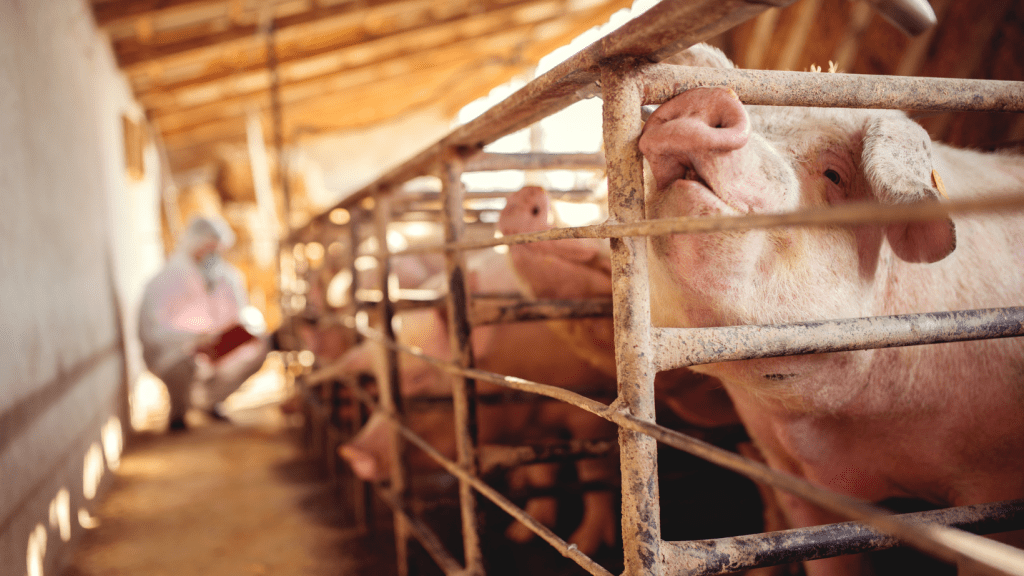 Investigación analiza los factores que determinan la calidad de la carne&nbsp;porcina