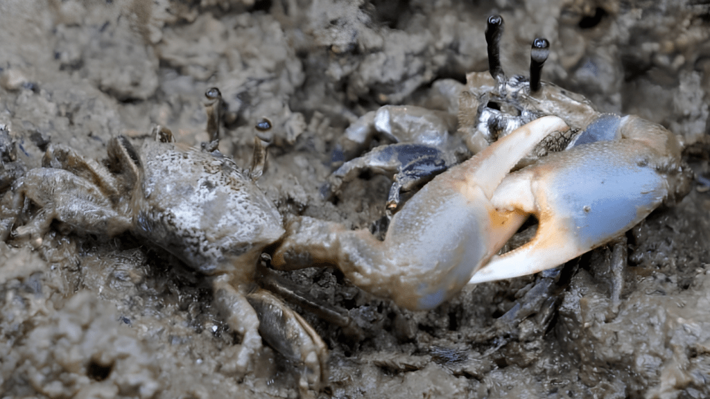 Leptuca Bacillopilosa la nueva especie de cangrejo descubierta por investigador panameño en el&nbsp;Pacífico