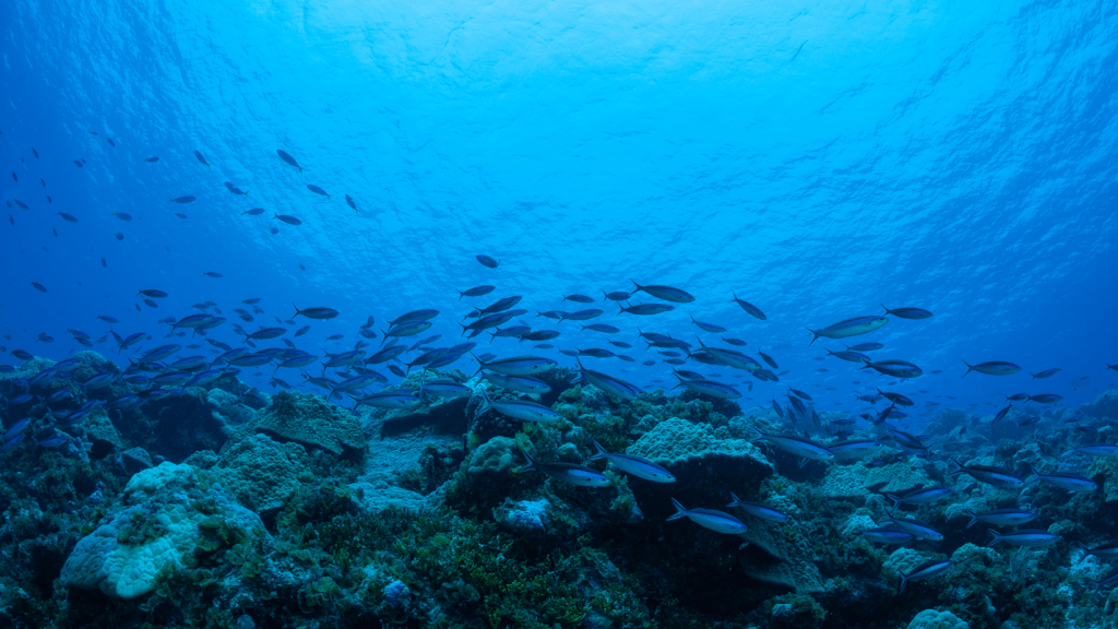 CCIMBIO: ciencia que protege los mares y los recursos naturales de&nbsp;Panamá