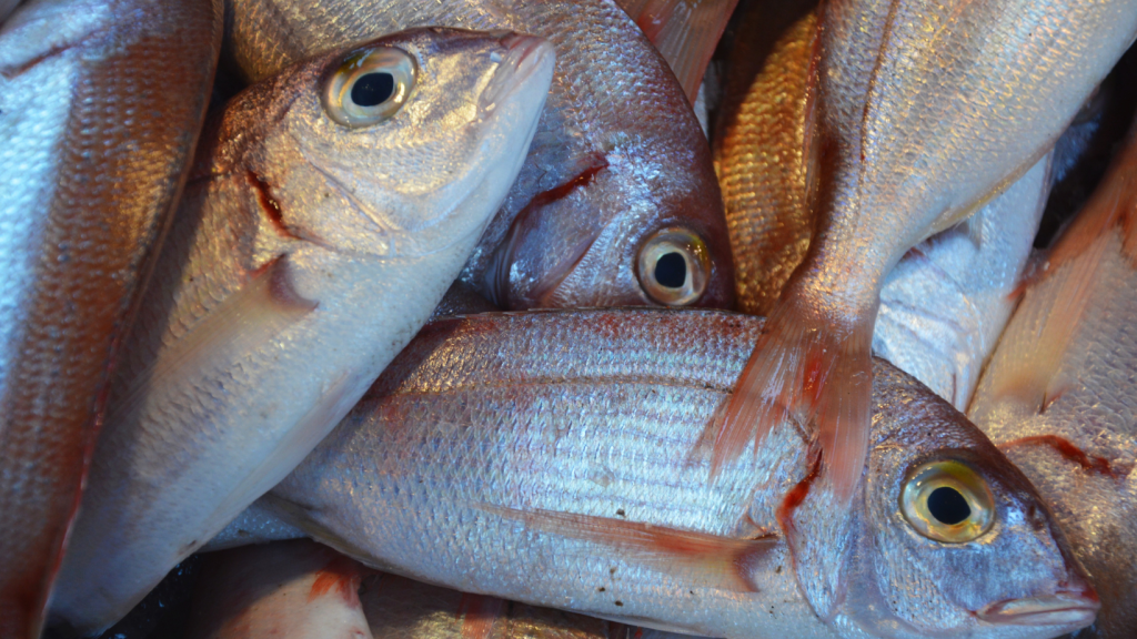 Investigación marina para una pesca sostenible: el aporte de Ángel Vega desde&nbsp;CCIMBIO